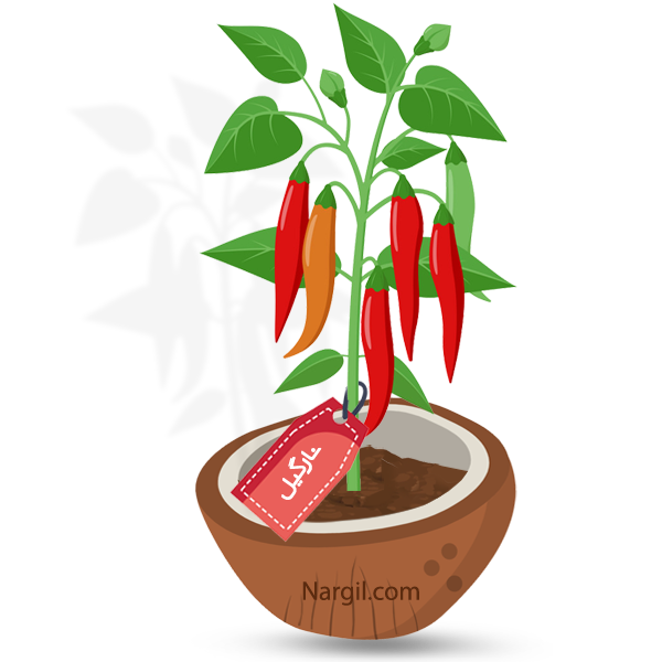  Nargil - Sweet Pepper